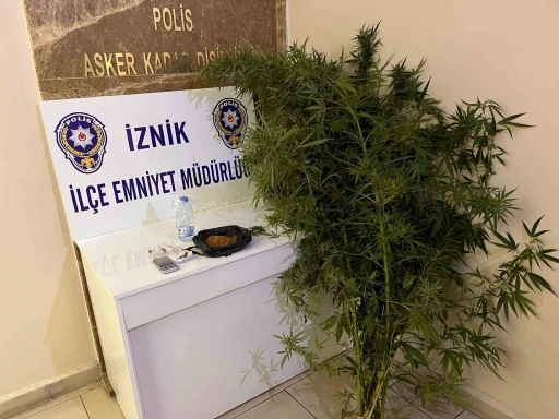 Bahçesinde hint keneviri yetiştiren kişiler tutuklandı
