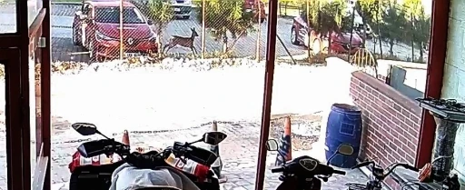 Bahçesindeki karacayı görünce hayrete düştü
