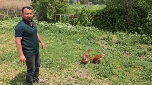 Bahçesine giren tilkiye böyle seslendi: &quot;Kanun namına teslim ol&quot;
