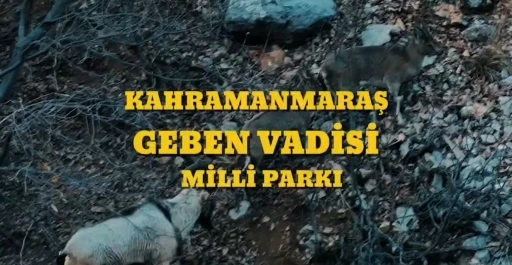 Bakan Yumaklı: &quot;Kahramanmaraş Geben Vadisi, milli park statüsüne kavuştu&quot;
