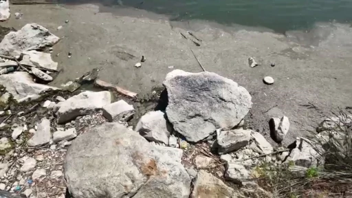 Bakırköy Botanik Parkı 14 aydır kapalı: &quot;Bir çevre katliamıyla karşı karşıyayız&quot;
