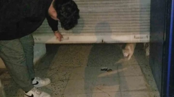 Bakkaldaki hırsızlık şüphelisi kedi çıktı
