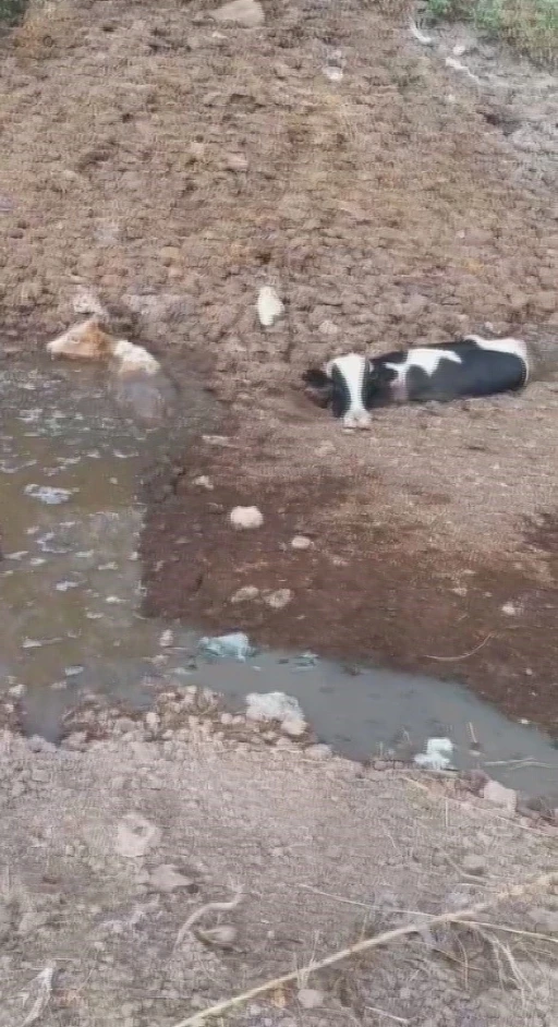 Balçığa saplanan 3 inek zorlu çalışmayla kurtarıldı
