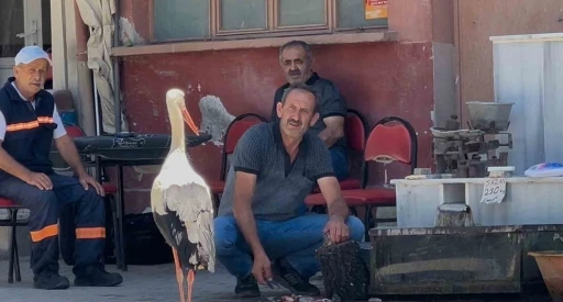 Balık&ccedil;ı Ahmet ile leyleğin 10 yıllık kahvehane randevusu
