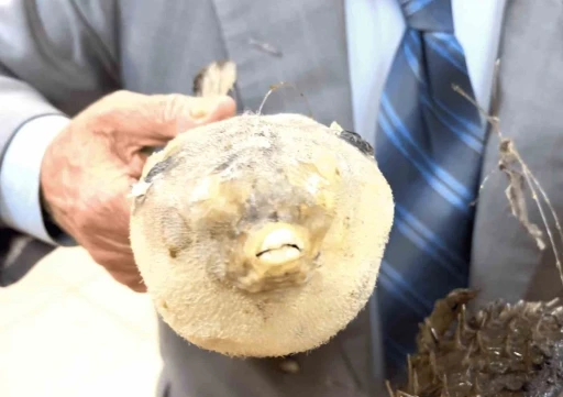 Balık&ccedil;ı Kenan&rsquo;dan "balon balığı" uyarısı: "Dişleri jilet gibi, dikenleri zehirli"
