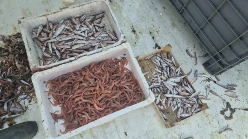 Balık&ccedil;ılar karides, tekir ve istavritle limana d&ouml;nd&uuml;