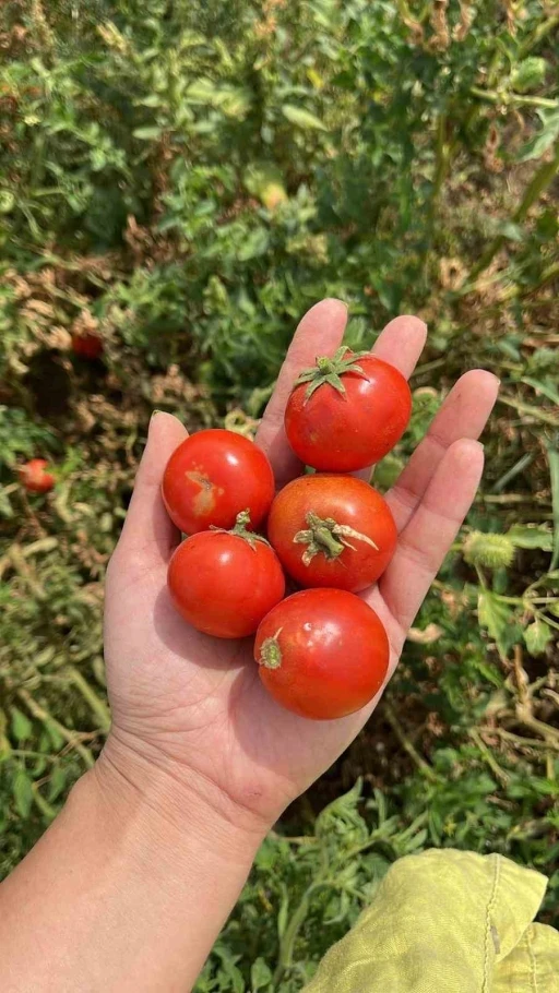 Balıkesir B&uuml;y&uuml;kşehir Belediyesi, Ata Tohumları ile envanterini g&uuml;&ccedil;lendiriyor
