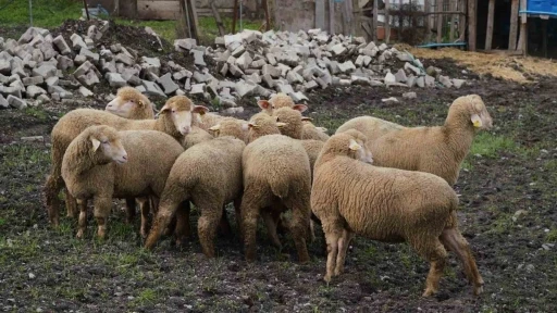 Balıkesir &ccedil;ift&ccedil;isine y&uuml;zde 100 hibeli damızlık desteği
