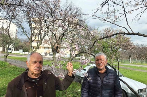 Balıkesir&rsquo;de bademler &ccedil;i&ccedil;ek a&ccedil;tı
