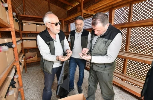 Balıkesir’de Gal Arısıyla mücadele sürüyor
