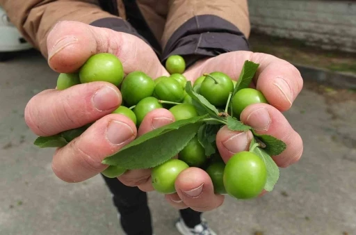 Balıkesir&rsquo;de ilk erik hasadı yapıldı
