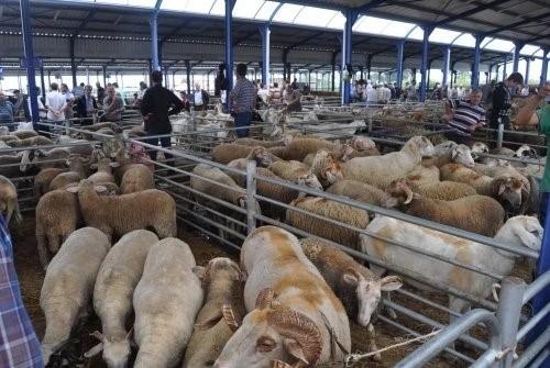 Balıkesir&rsquo;de Kurban Bayramı &ouml;ncesi şap alarmı: Hayvan pazarları kapatıldı
