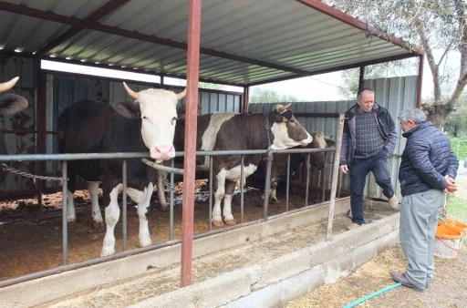 Balıkesir&rsquo;de kurbanlık satışları başladı
