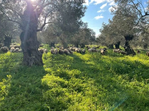Balıkesir&rsquo;de zeytinliklerde koyun otlatan &ccedil;obana ceza
