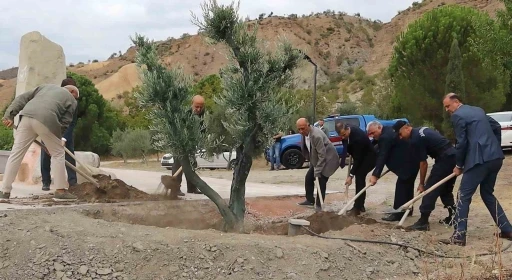 Baltacı Mehmet Paşa anısına asırlık zeytin ağacı dikildi
