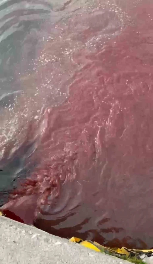 Bandırma&rsquo;da deniz y&uuml;zeyi kırmızıya d&ouml;nd&uuml;
