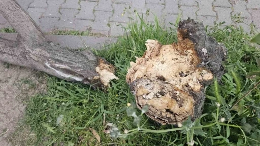 Bandırma’da fırtına hayatı olumsuz etkiledi
