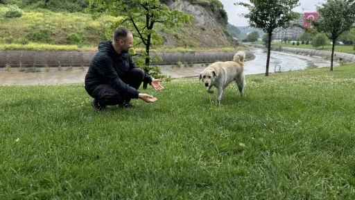 Bankada mahsur kalan köpek alarm sistemini devreye soktu: Çevredekiler hırsız var sandı
