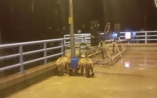 Barajda gece n&ouml;beti tutan g&uuml;venlik&ccedil;iye iki ayı yavrusu s&uuml;rprizi
