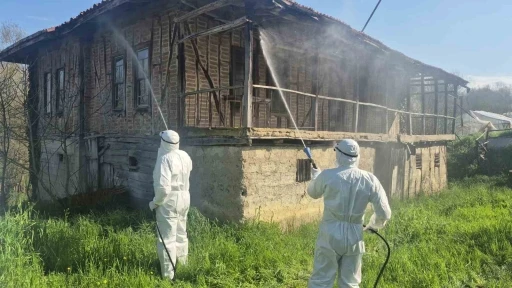 Bartın&rsquo;da kahverengi kokarca kış uykusunda yok edilecek
