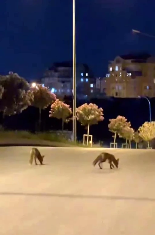 Başakşehir’de tilki sürüsü şehir merkezine indi
