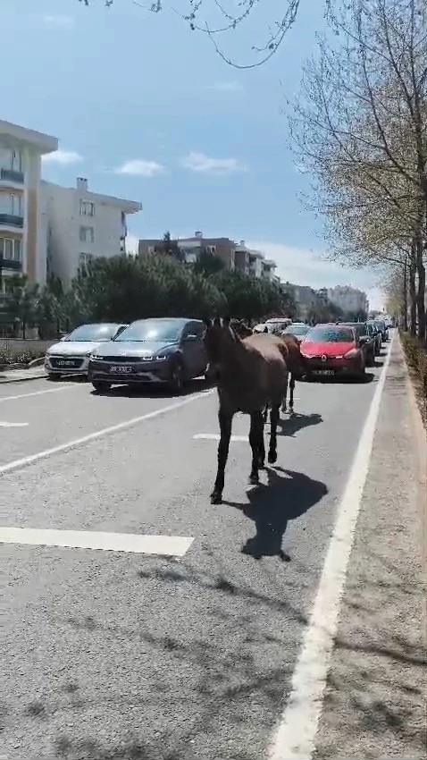 Başıboş atlar şehirde yolları mesken tuttu
