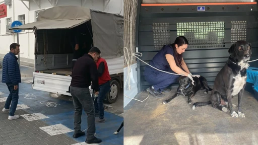 Başıboş diye şikayet edilen k&ouml;pekler bakımevine g&ouml;nderildi