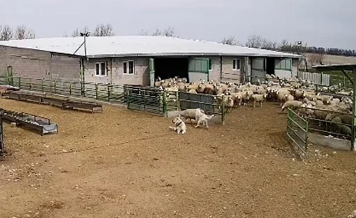 Başıboş k&ouml;pek &ccedil;iftliğe girip koyunları kovaladı, &ccedil;iftliğin k&ouml;peği olanları izledi
