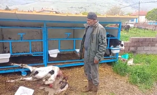 Başıboş k&ouml;pekler buzağıyı par&ccedil;aladı
