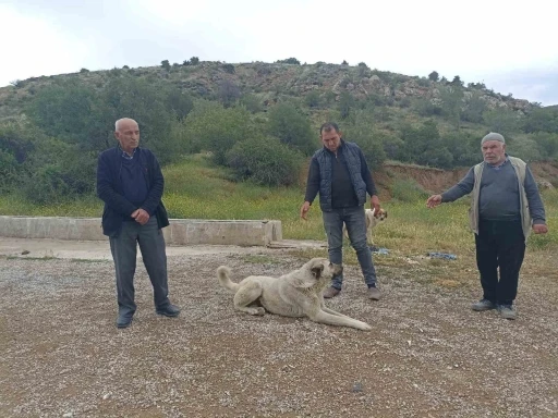 Başıboş köpekler buzağıyı parçaladı, sahiplerine saldırdı
