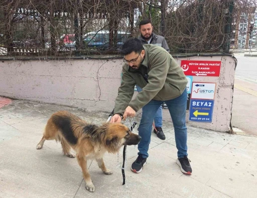 Başıboş sokak k&ouml;pekleri toplanarak barınağa g&ouml;t&uuml;r&uuml;ld&uuml;