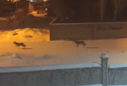 Başkale&rsquo;de a&ccedil; kalan kurtlar il&ccedil;eye indi
