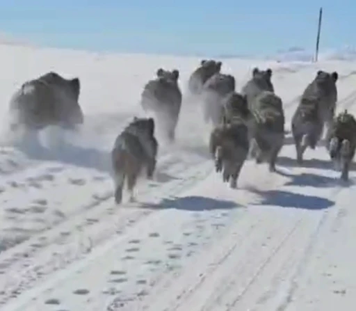 Başkale&rsquo;de domuz s&uuml;r&uuml;s&uuml; g&ouml;r&uuml;nt&uuml;lendi
