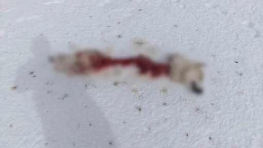 Başkale&rsquo;de kurtlar k&ouml;peği par&ccedil;aladı
