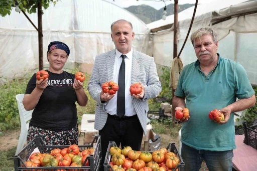 Başkan Kaya, &ccedil;ift&ccedil;iler g&uuml;n&uuml;nde domates hasadına katıldı
