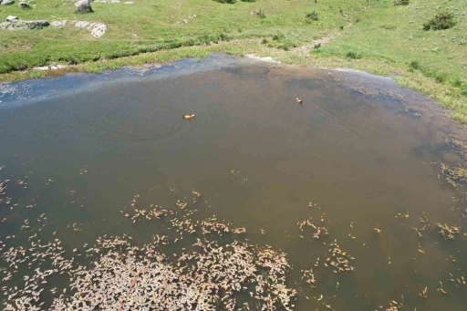 Başkentliler bayramın tadını Kızılcahamam yaylalarında çıkardı
