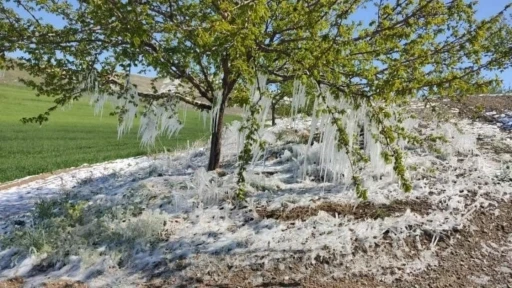 Baskil’de kayısı ağaçlarında sarkıt oluştu
