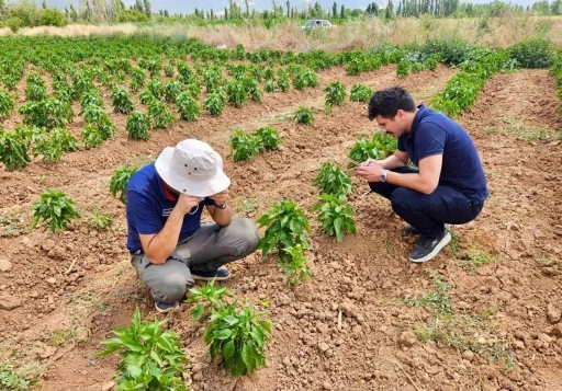 Başmak&ccedil;ı&rsquo;da sebze ekili alanlar kontrol edidldi
