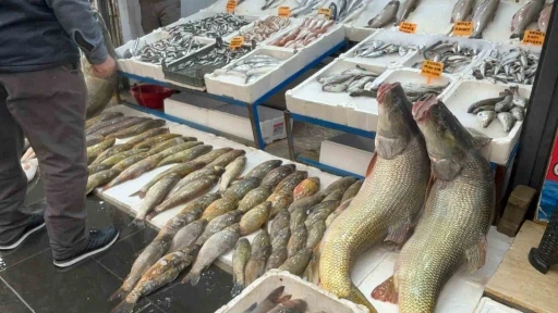 Batman&rsquo;da 120 kiloluk dev turna balığı g&ouml;renleri hayrete d&uuml;ş&uuml;rd&uuml;
