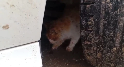 Batman&rsquo;da aracın motoruna sıkışan kedi kurtarıldı
