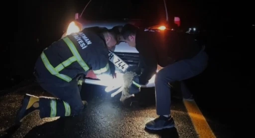 Batman&rsquo;da &ccedil;arpma sonucu aracın tamponuna sıkışan tilki kurtarıldı
