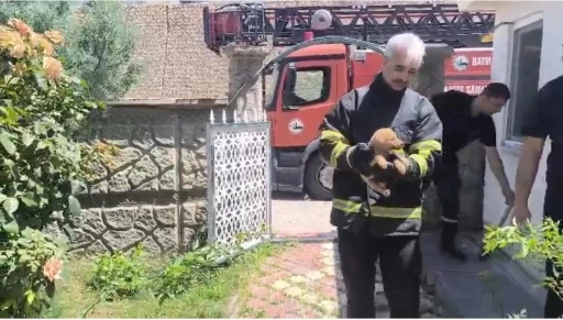 Batman&rsquo;da fabrika duvarına sıkışan k&ouml;pek kurtarıldı, iş&ccedil;iler hayvanı sahiplendi
