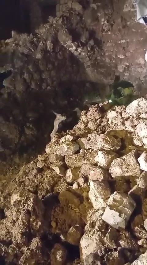Batman&rsquo;da fırtınada 2 katlı taş bina &ccedil;&ouml;kt&uuml;: Enkaz altında kalan 5 b&uuml;y&uuml;kbaş hayvan kurtarıldı
