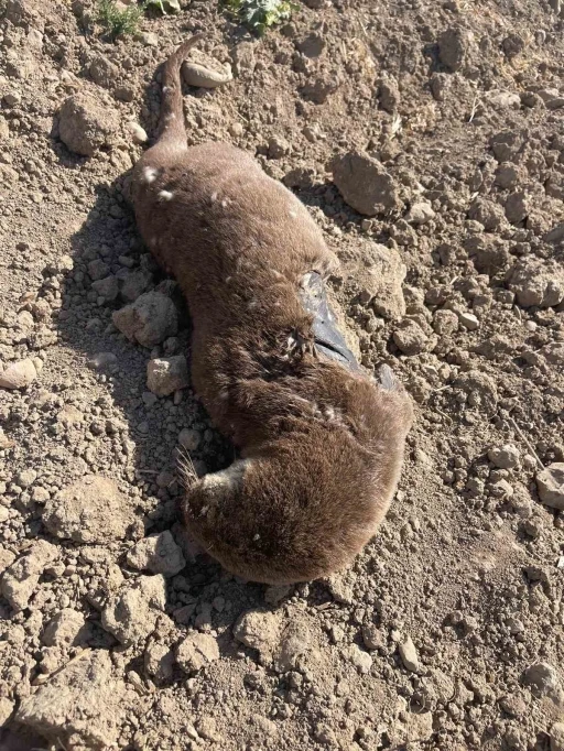 Batman’da koruma altındaki su samuru telef olmuş halde bulundu
