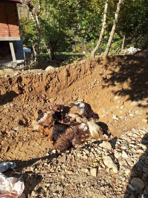 Batman’da kurtlar ağıla girerek 10 adet küçükbaş telef etti
