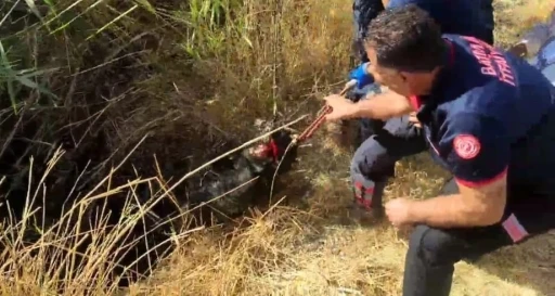Batman’da kuyuya düşen keçi kurtarıldı
