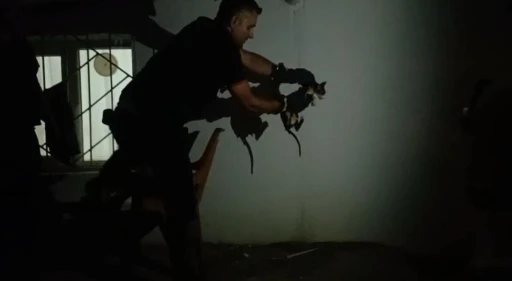 Batman’da lavabo borusuna sıkışan kediyi itfaiye kurtardı
