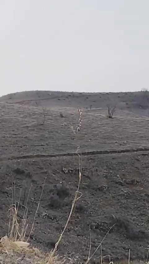 Batman&rsquo;da nesli t&uuml;kenme tehlikesinde olan dağ ke&ccedil;ileri g&ouml;r&uuml;nt&uuml;lendi
