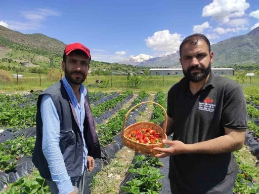 Batman&rsquo;da organik Sason &ccedil;ileğinde yılın ilk hasadı başladı
