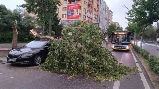 Batman’da şiddetli rüzgarın devirdiği ağaç park halindeki aracın üzerine düştü
